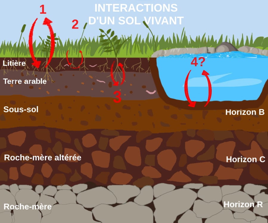 Interactions d'un sol vivant avec les milieux avoisinants